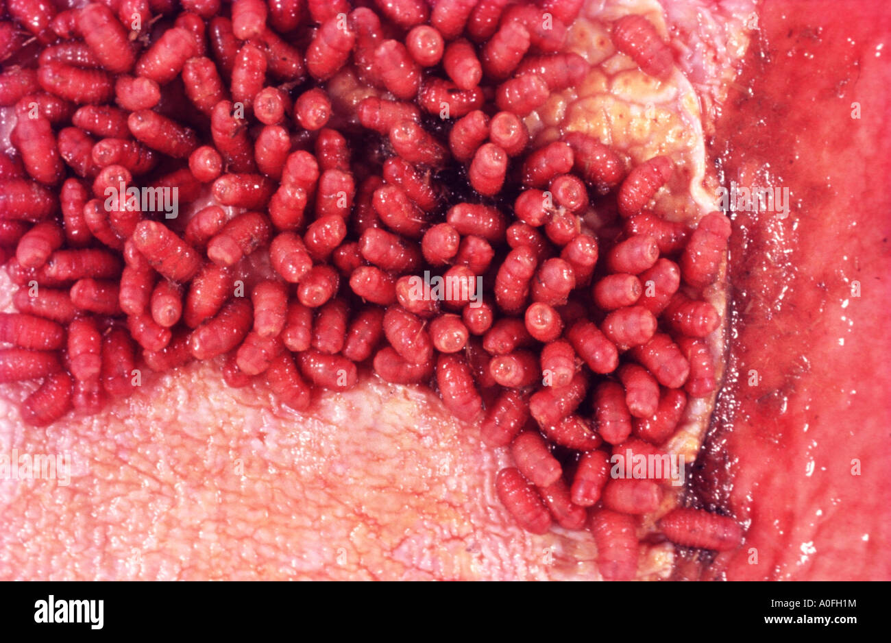 horse botfly, common horse botfly, common botfly (Gasterophilus intestinalis), larvae Stock Photo