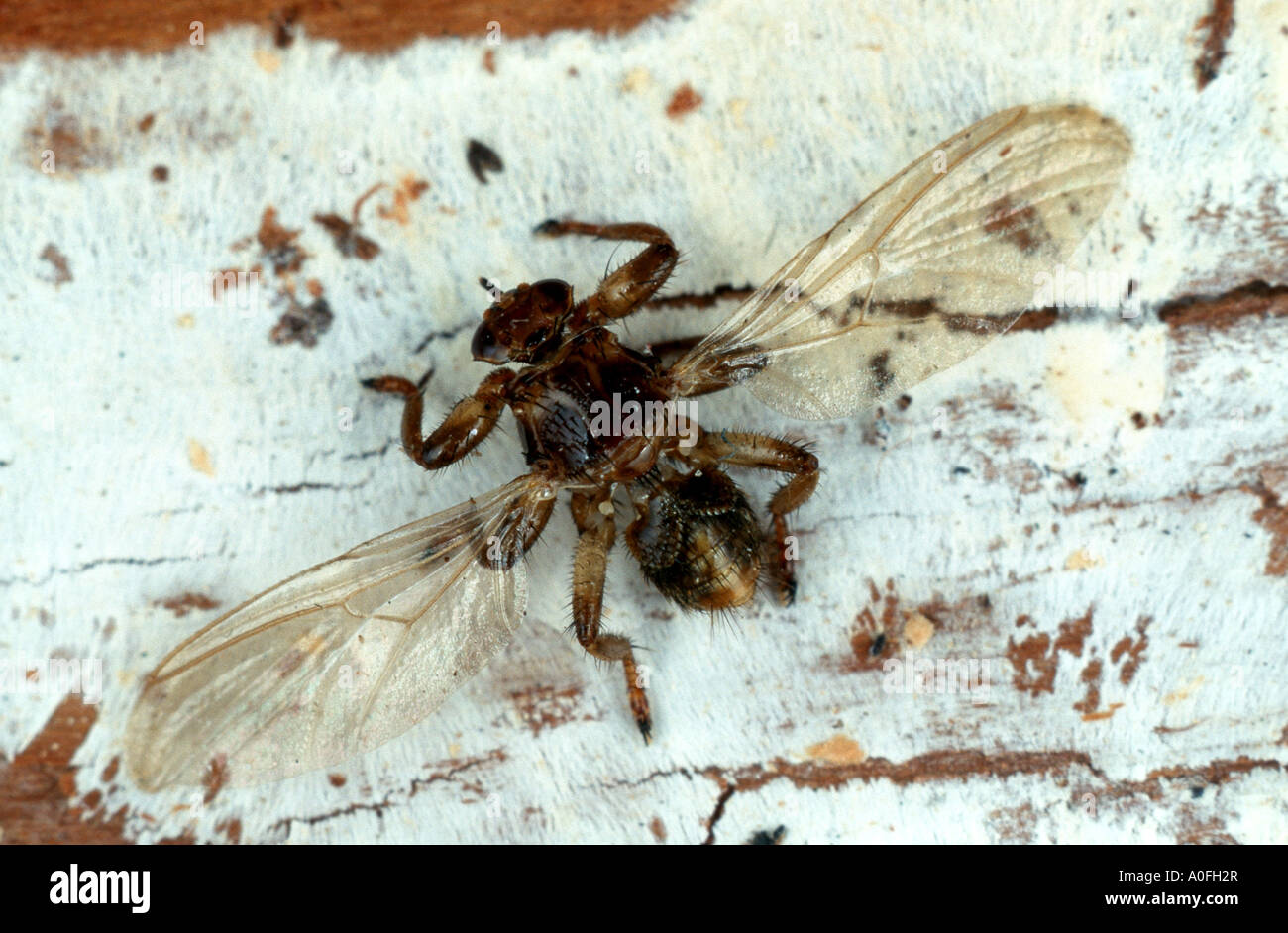 louseflies (forest flies and sheep keds) (Hippoboscidae), with wings