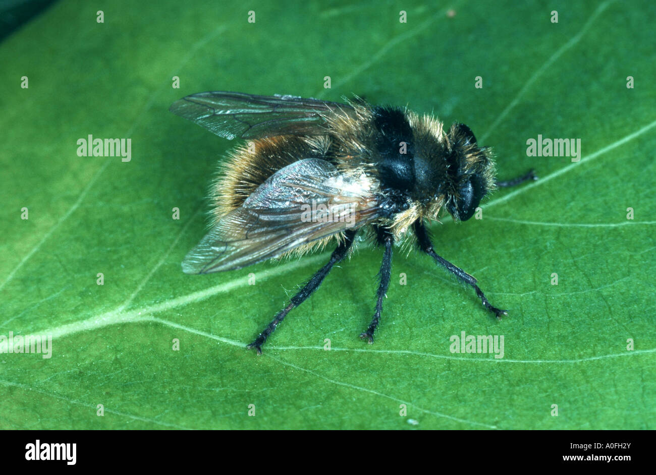 ox warble fly, northern cattle grub (Hypoderma bovis), sitting Stock