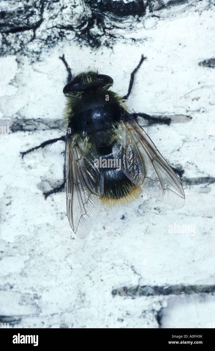 warble fly (Cephenemyia stimulator, Hypoderma stimulator), sitting Stock Photo