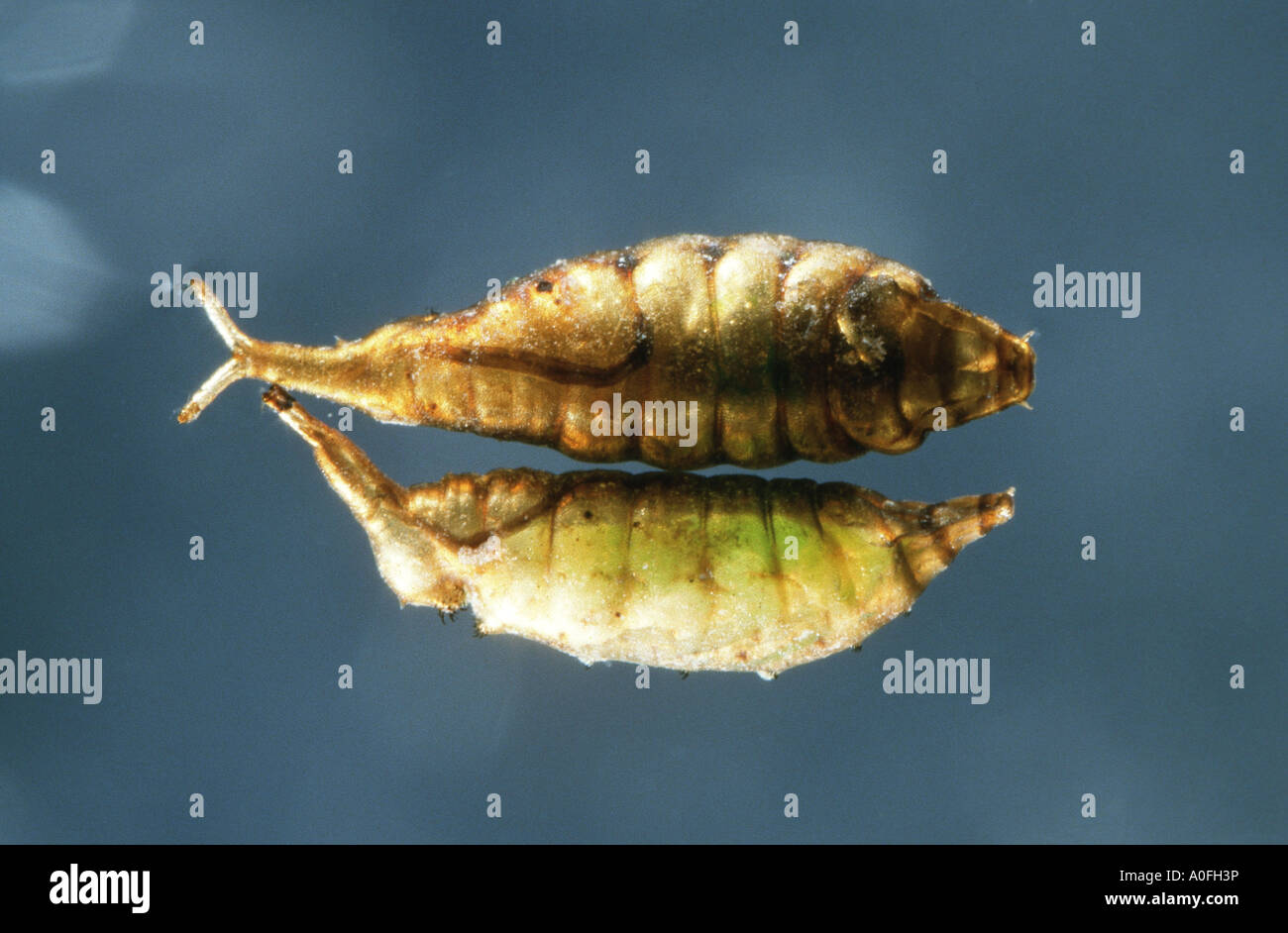 shoreflies, shore flies (Ephydridae), larva Stock Photo