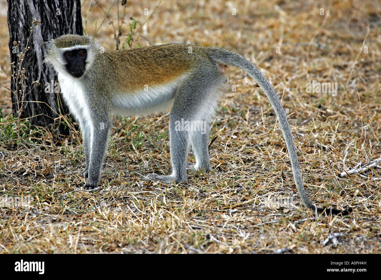Syte Monkey Selous Game Reserve World Heritage Site Tanzania Vervet Monkey standing ...