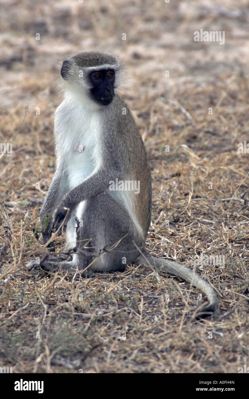 Syte Monkey Selous Game Reserve World Heritage Site Tanzania Vervet Monkey sitting ...
