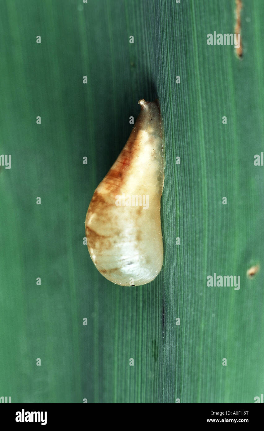 marmalade hoverfly (Episyrphus balteatus), larva Stock Photo Alamy