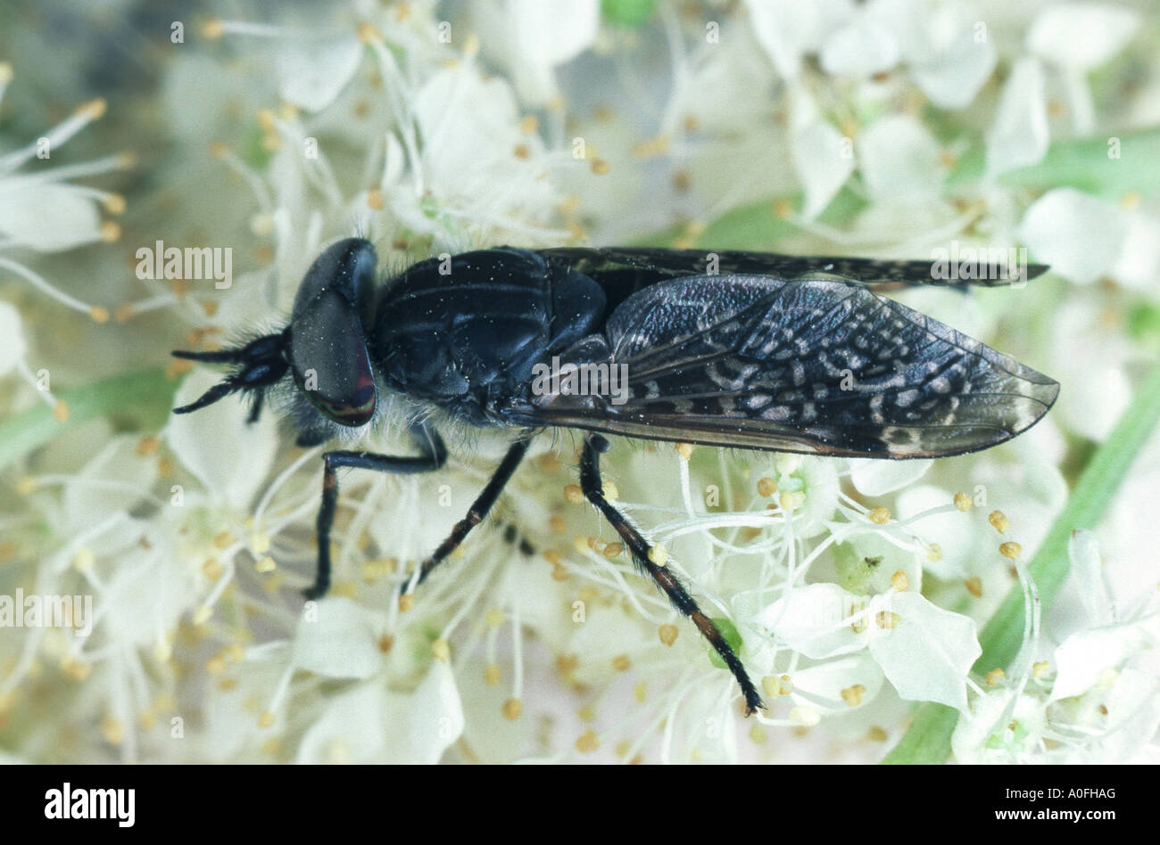 cleg-fly, cleg (Haematopota pluvialis), male drinking nectar Stock Photo