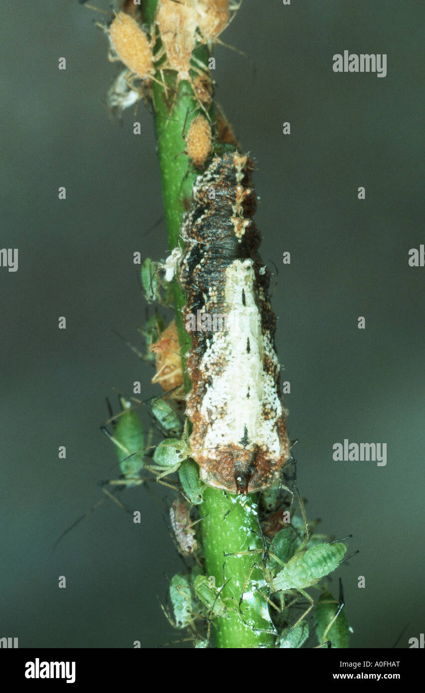 hoverflies, hover flies, syrphid flies, flower flies (Syrphidae), larva feeding greenflies Stock Photo