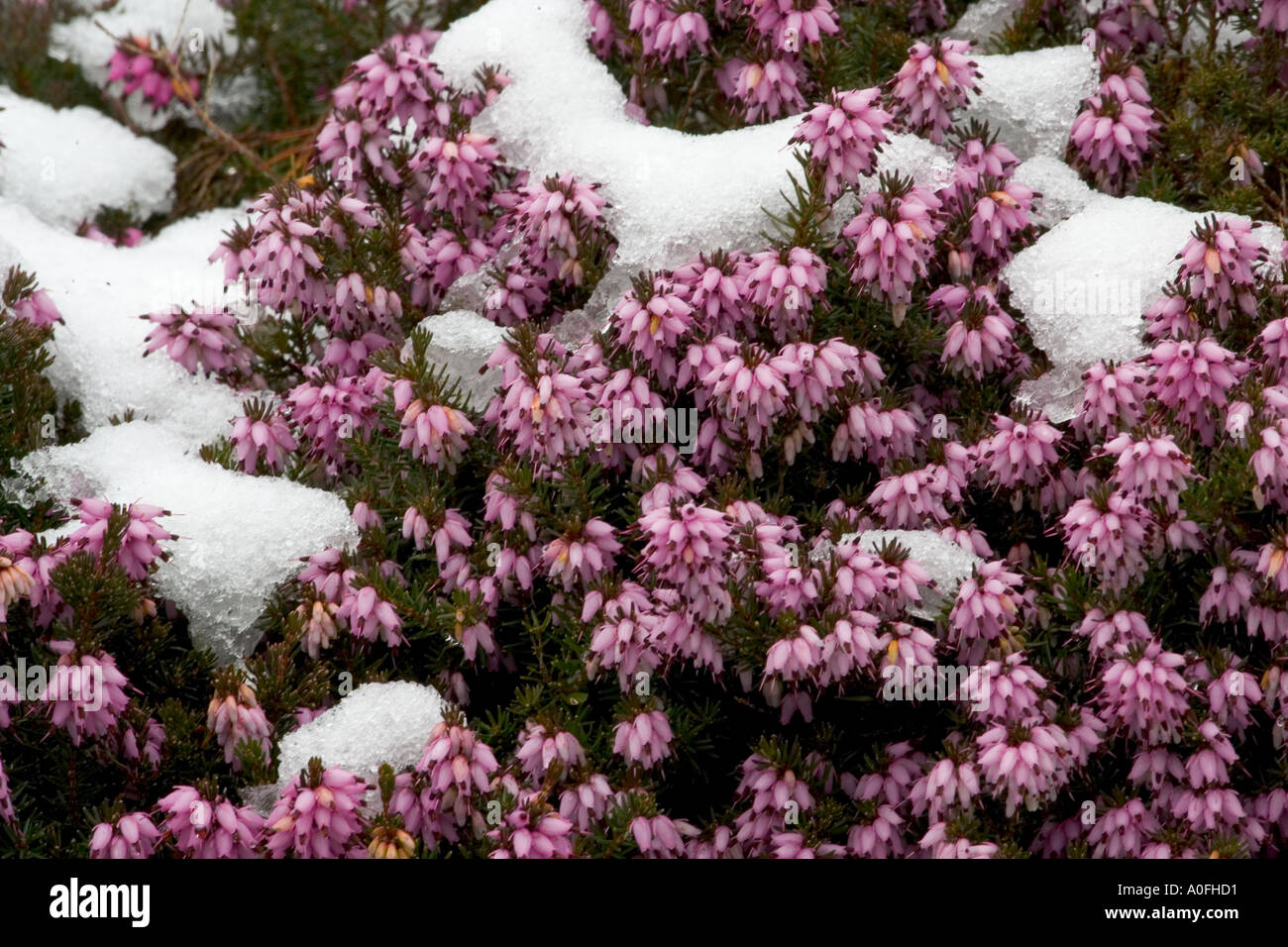 Winter-flowering heather, Erica carne under snow Stock Photo