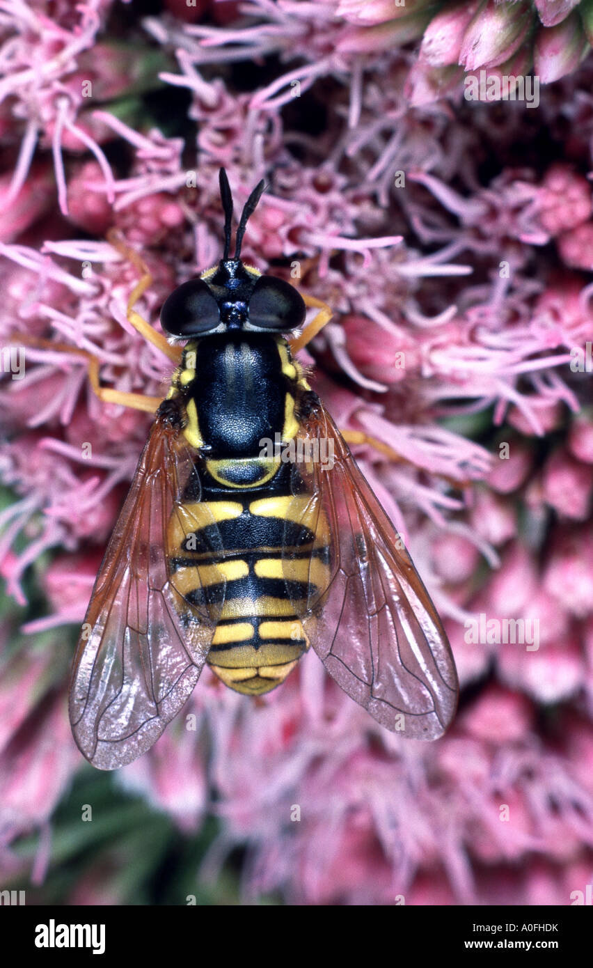 hoverfly, hover fly, syrphid fly, flower fly (Chrysotoxum veralli), sitting on pink flower Stock Photo