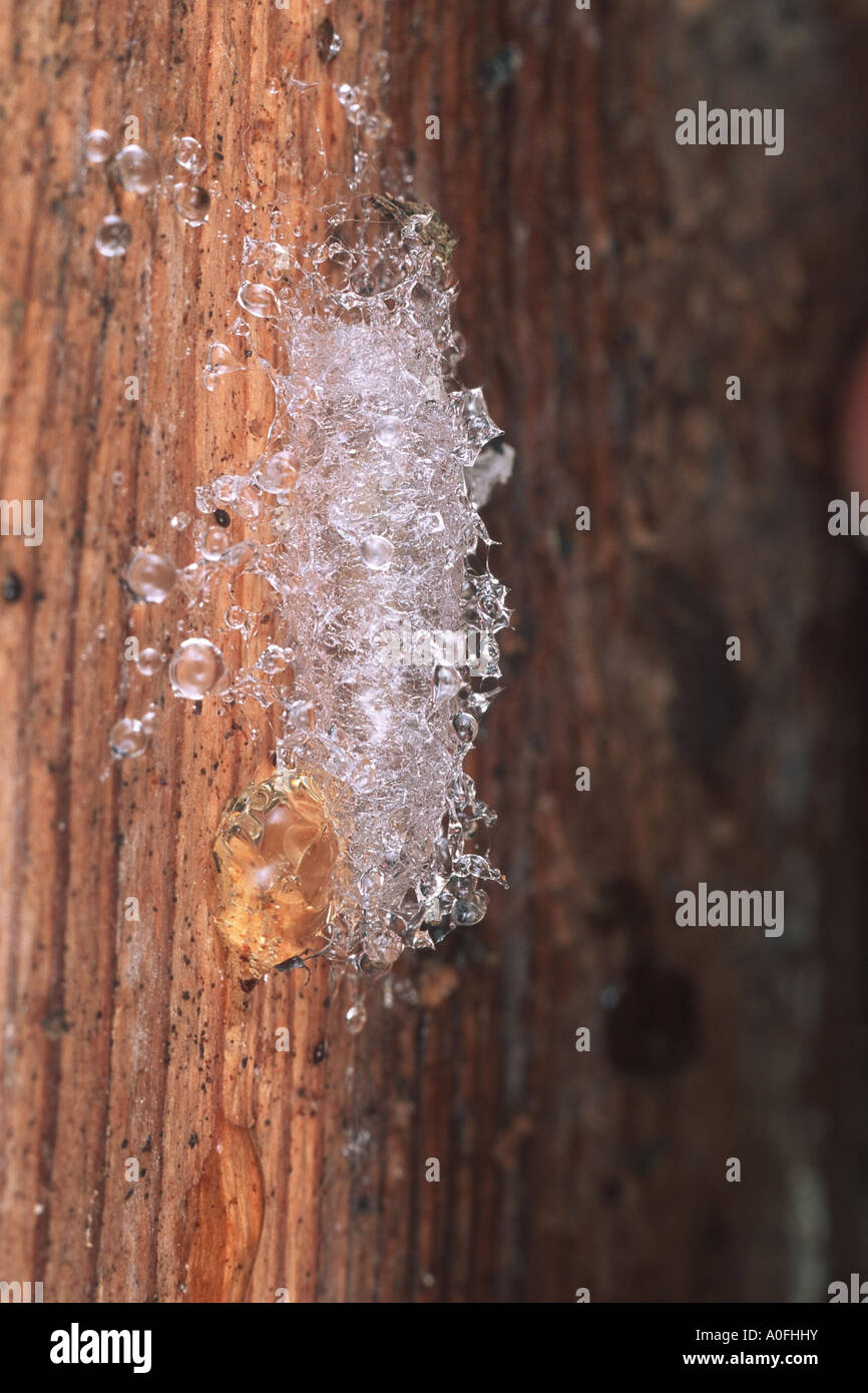 fungus gnats (Keroplatus reaumurue), larva in its cocoon Stock Photo