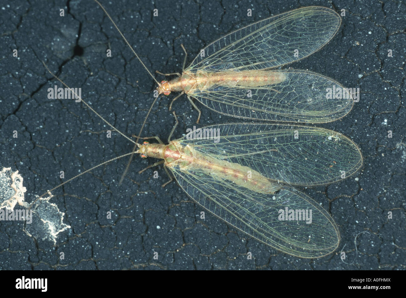 green lacewings (Chrysopidae), two imagines Stock Photo