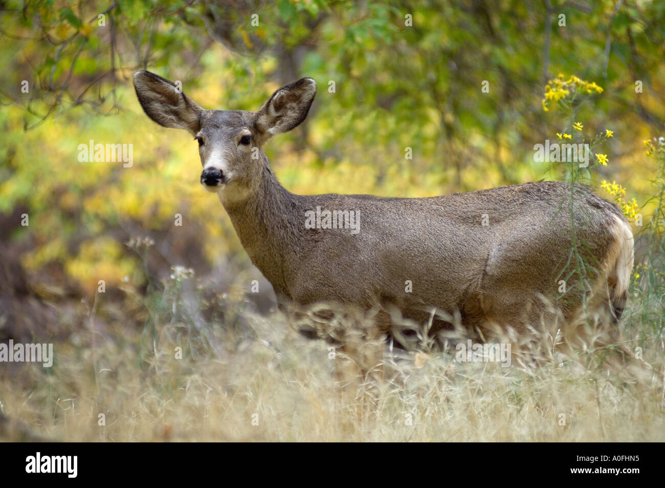 Doe Black Tailed Mule Deer Grazing Stock Photo Alamy