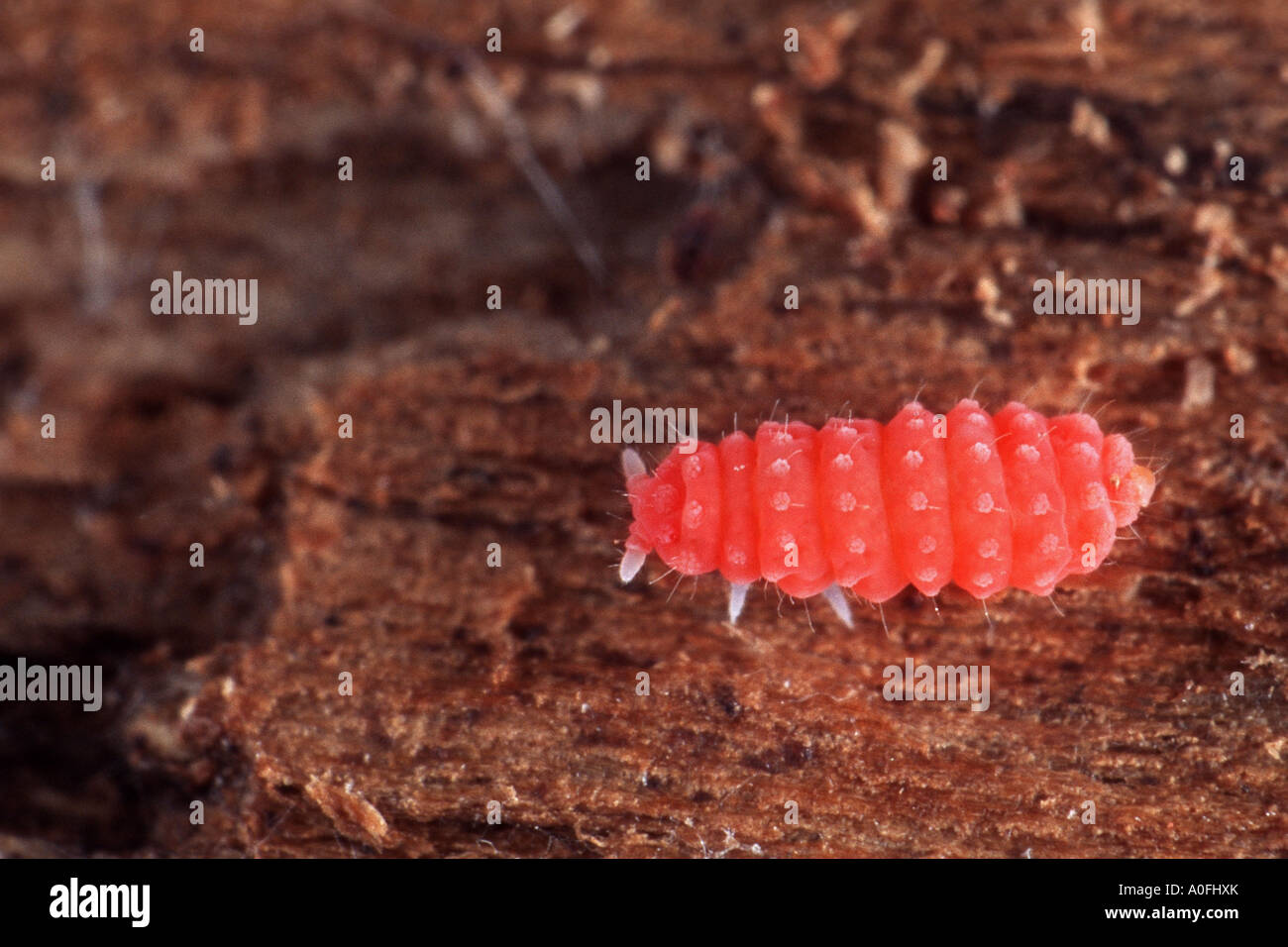 springtail (Collembola) Stock Photo