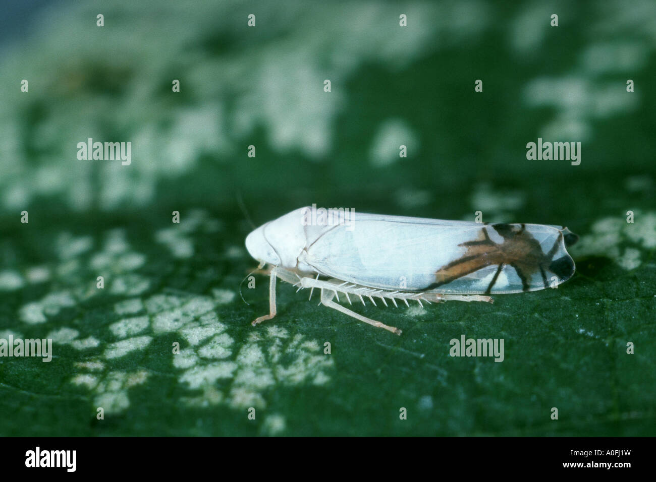 cicada (Eupteryx stellulata), imago Stock Photo