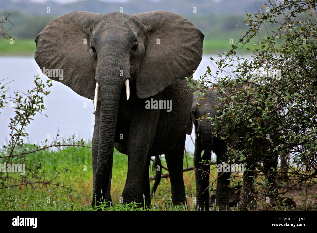 Bébé éléphant dans le parc de Manyara - Guillaume Astruc Photography