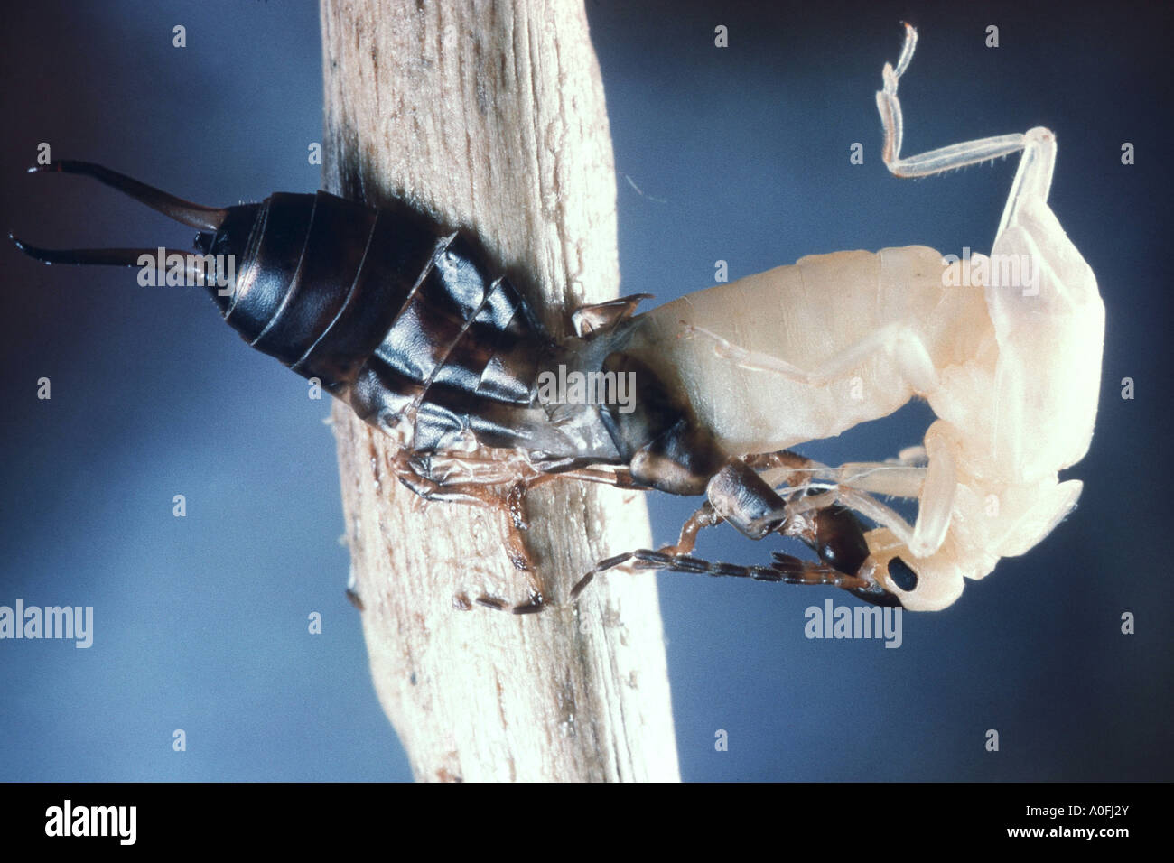 common earwig, European earwig (Forficula auricularia), skinning Stock Photo