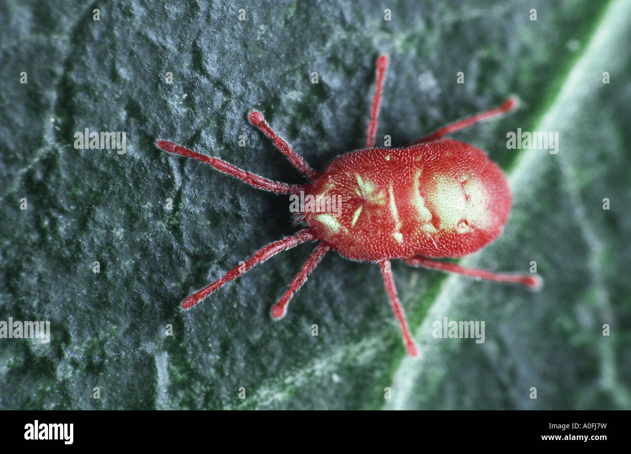 mites and ticks (Acari, Acarina), imago Stock Photo