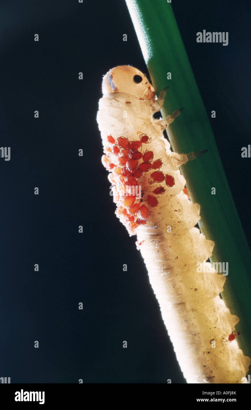 velvet mite (Trombidium spec.), larvae on sawfly larva Stock Photo