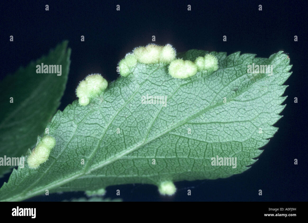 gall mites, eriophyiid mites (Eriophyiidae), galls on a leaf Stock Photo