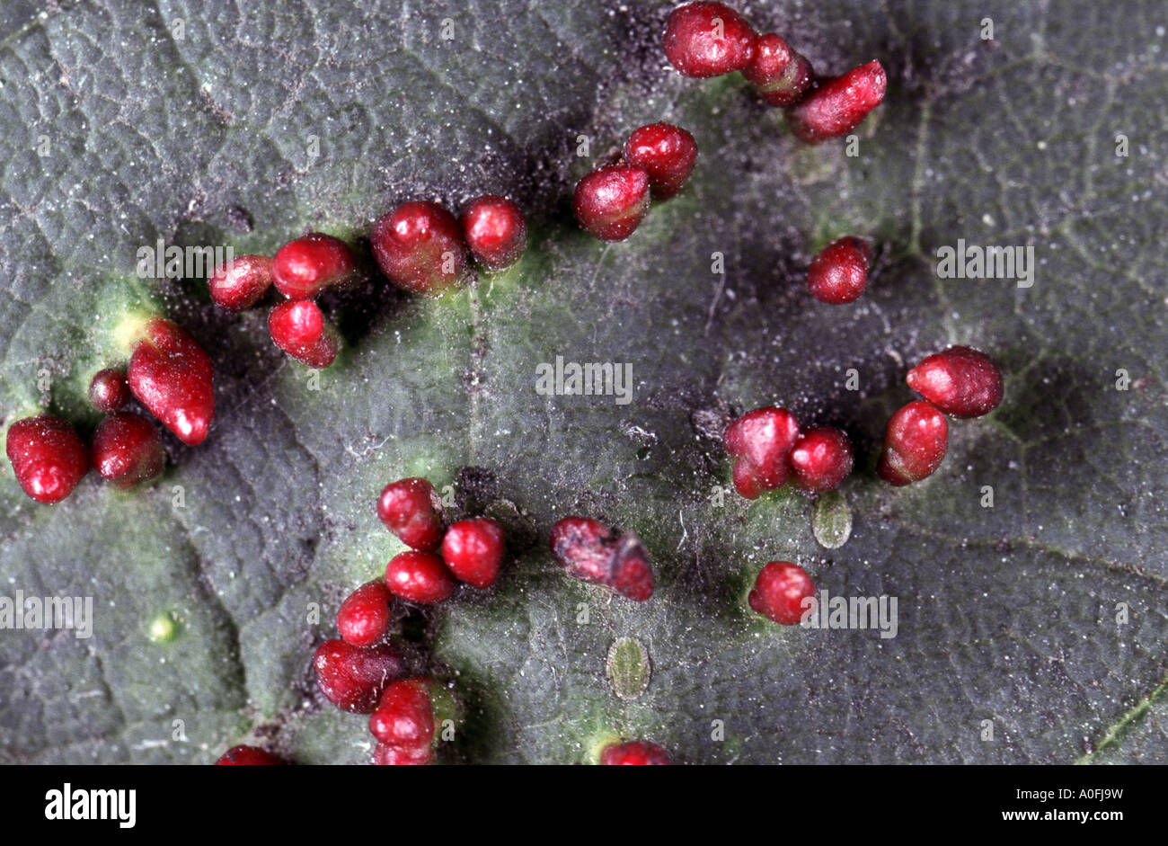 gall mites, eriophyiid mites (Eriophyiidae), galls on leaf Stock Photo