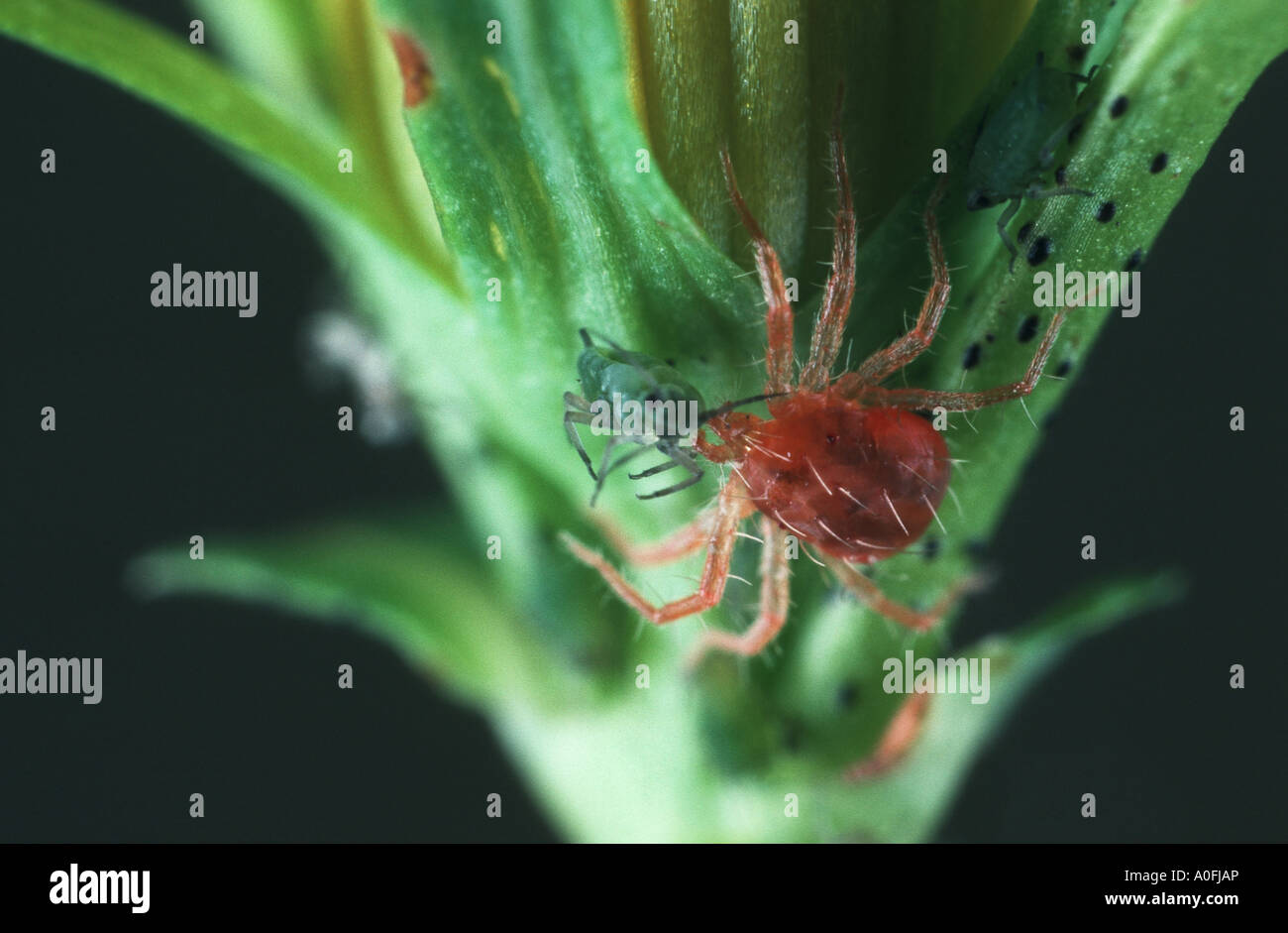 mite (Amystis agilis), captures greenfly Stock Photo