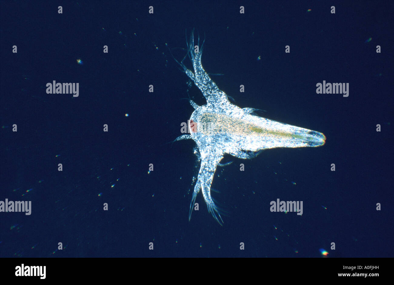 brine shrimp (Artemia salina), larva Stock Photo