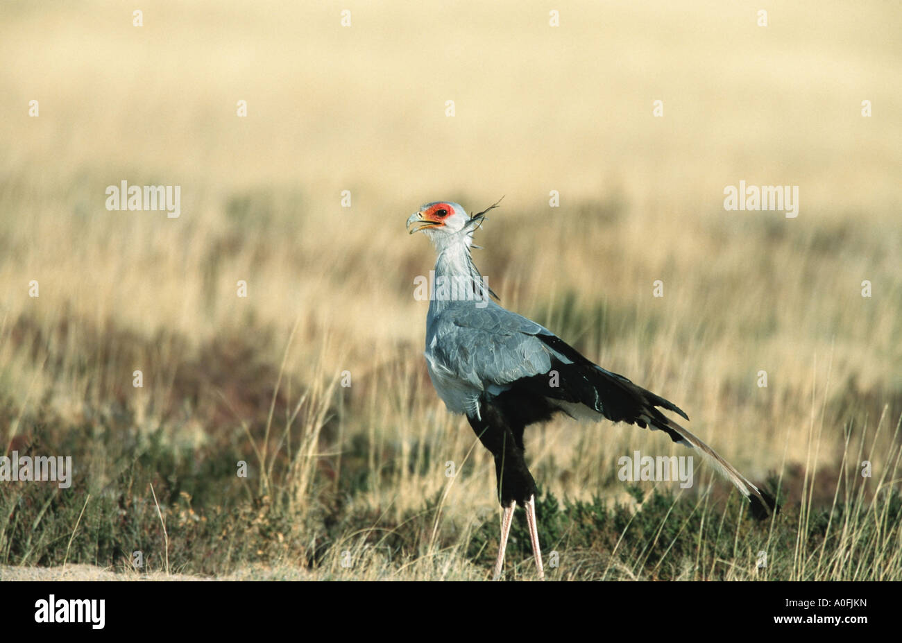 secretary bird (Sagittarius serpentarius), standing in savanna, Namibia ...