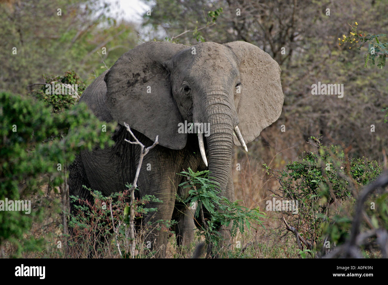 Selous Game Reserve World Heritage Site Tanzania Elephant Stock Photo