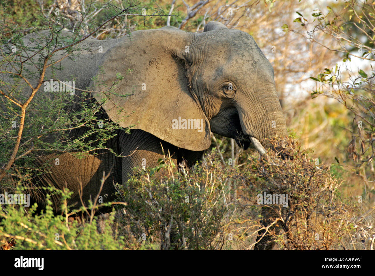 Selous Game Reserve World Heritage Site Tanzania Elephant Stock Photo