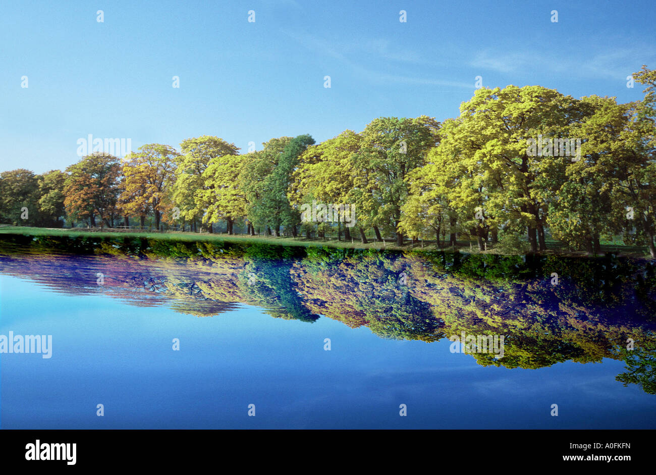 trees, reflection on calm water surface Stock Photo - Alamy