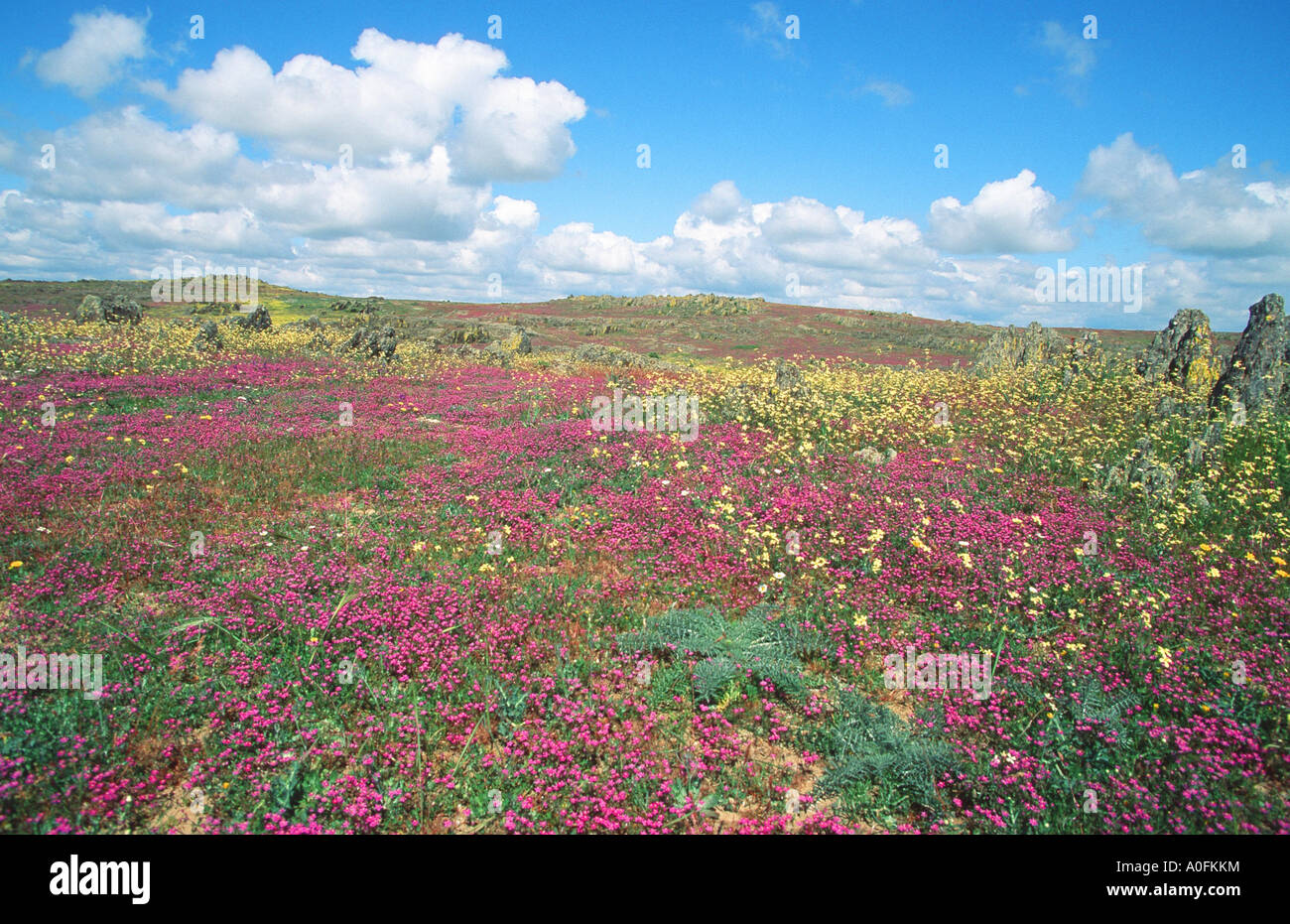 flourishing steppe, Spain, Extremadura Stock Photo
