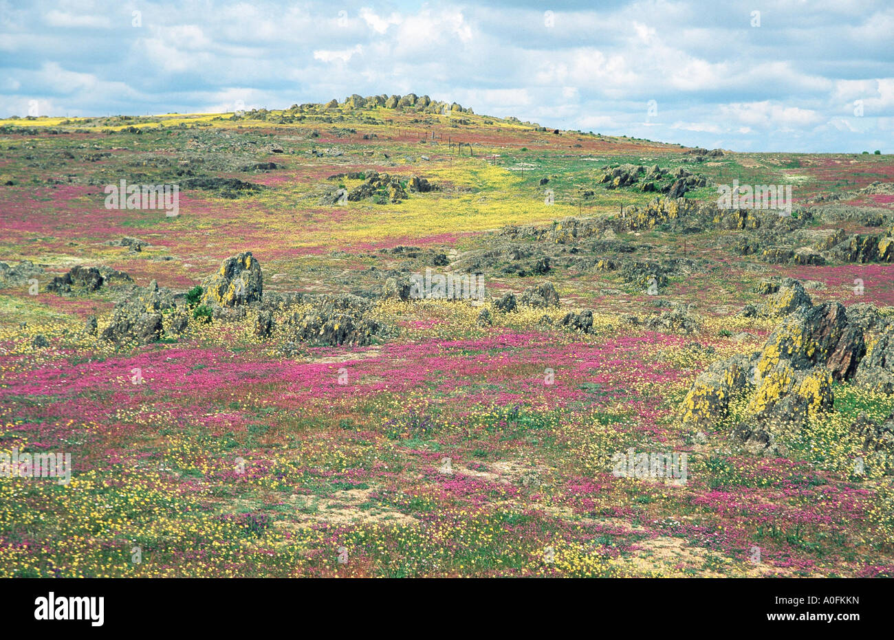 flourishing steppe, Spain, Extremadura Stock Photo