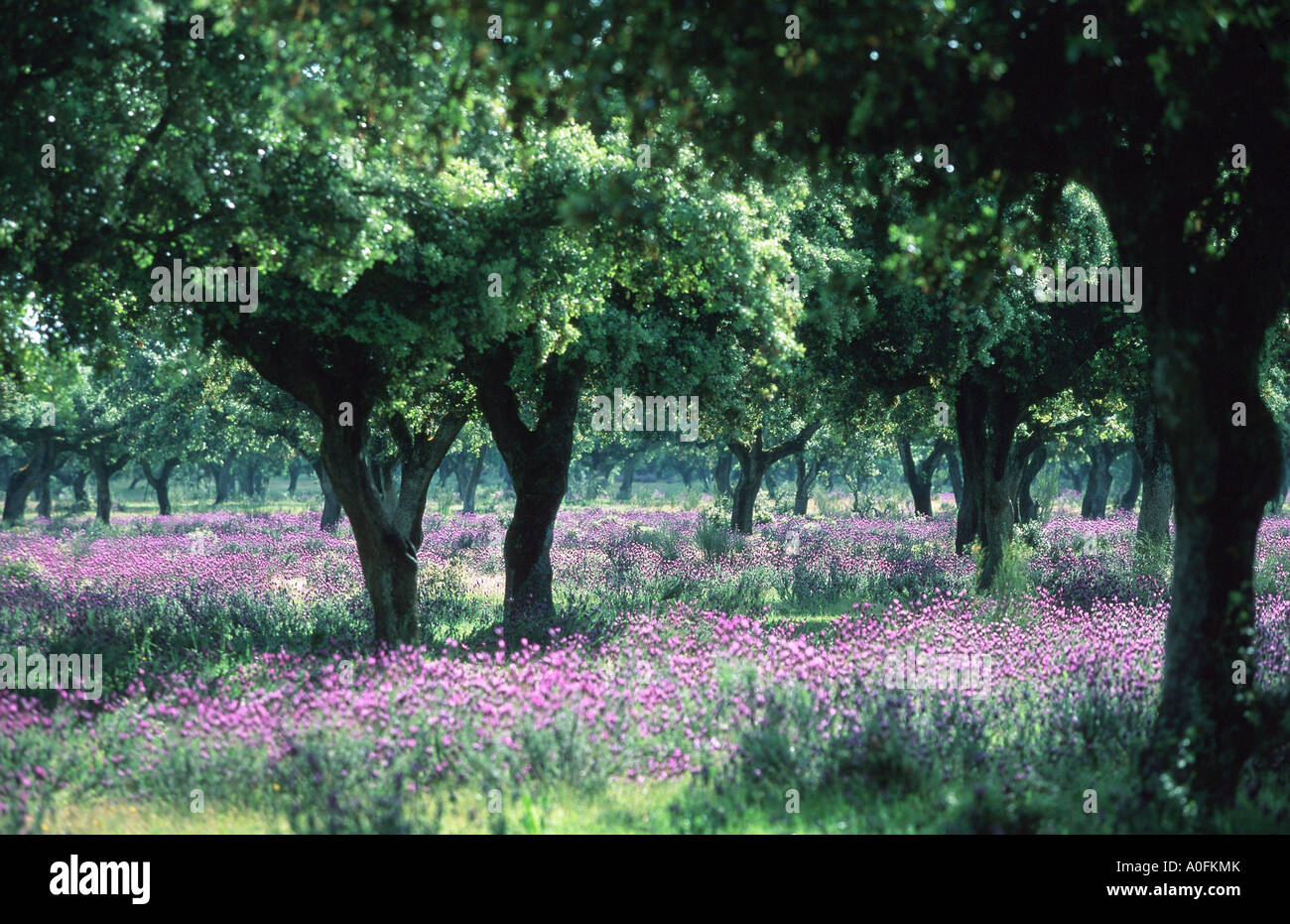 Spike Lavender Lavandula Latifolia Blooming Under Evergreen Oaks Stock Photo Alamy