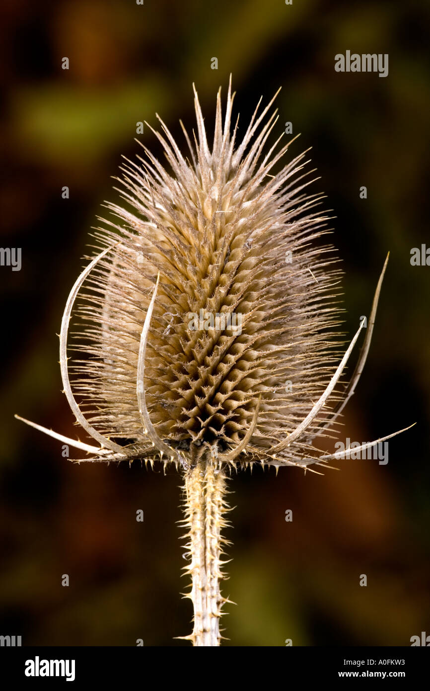 Wild Teasel Dipsacus detail view with nice out of focus background potton bedfordshire Stock Photo