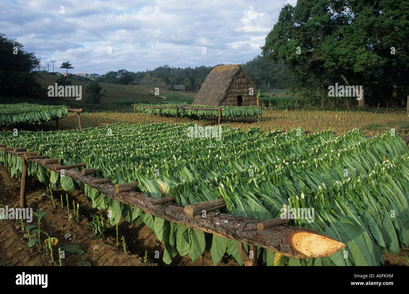 Tobacco drying racks hires stock photography and images Alamy
