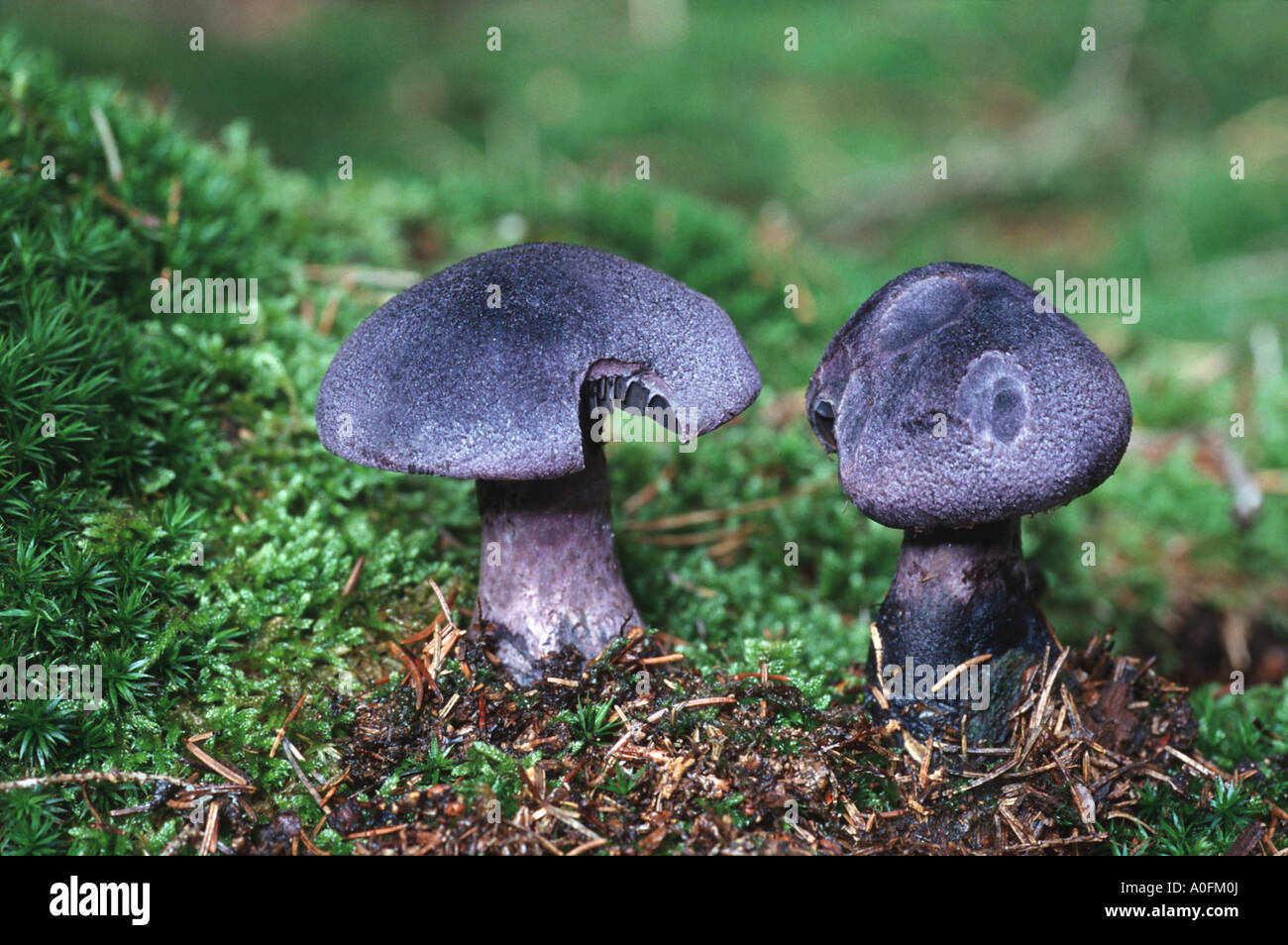 violet webcap (Cortinarius violaceus), fruiting bodies Stock Photo