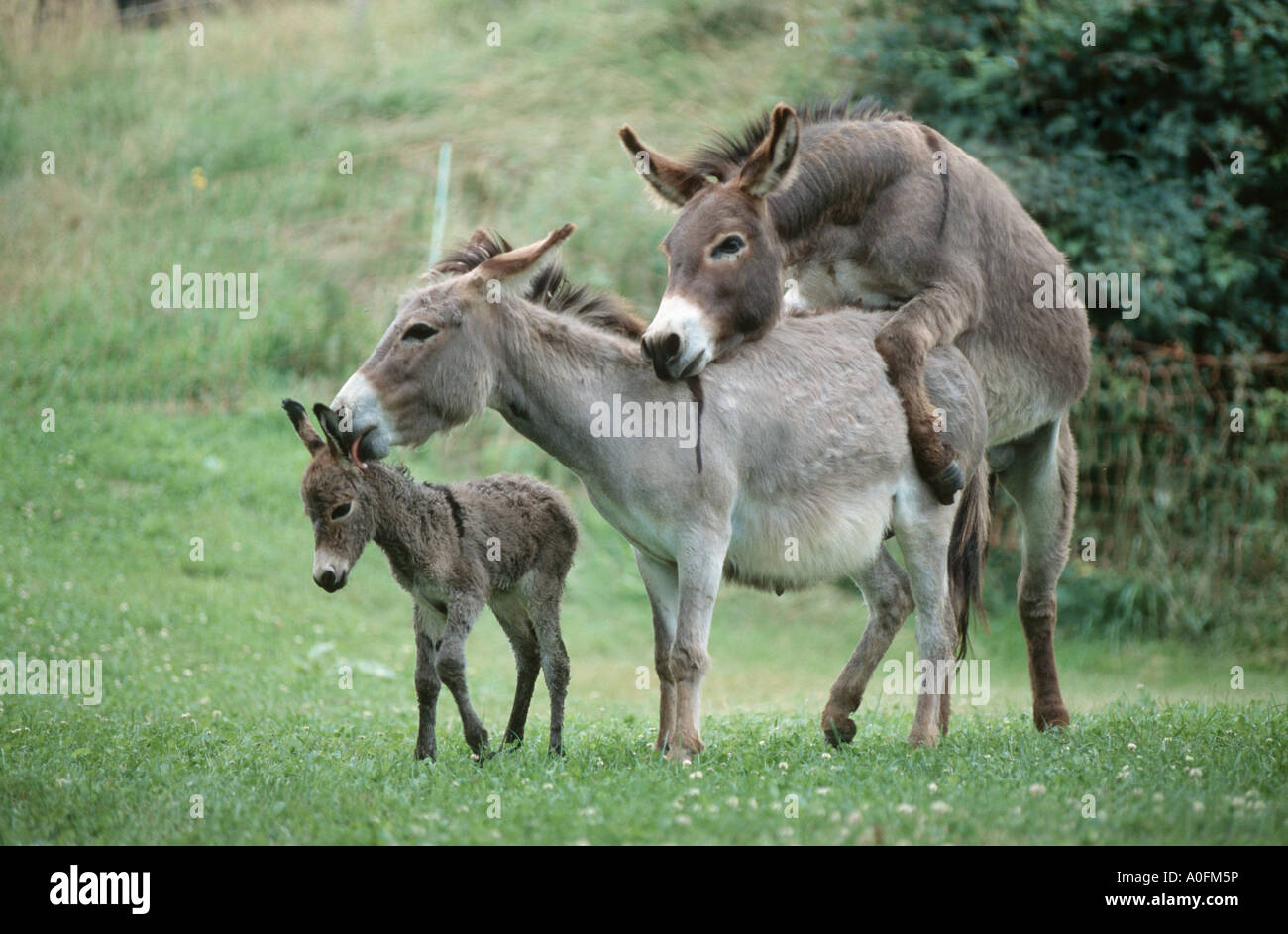 domestic donkey (Equus asinus f. asinus), mare and ... domestic donkey (Equus asinus f. asinus), mare and ...