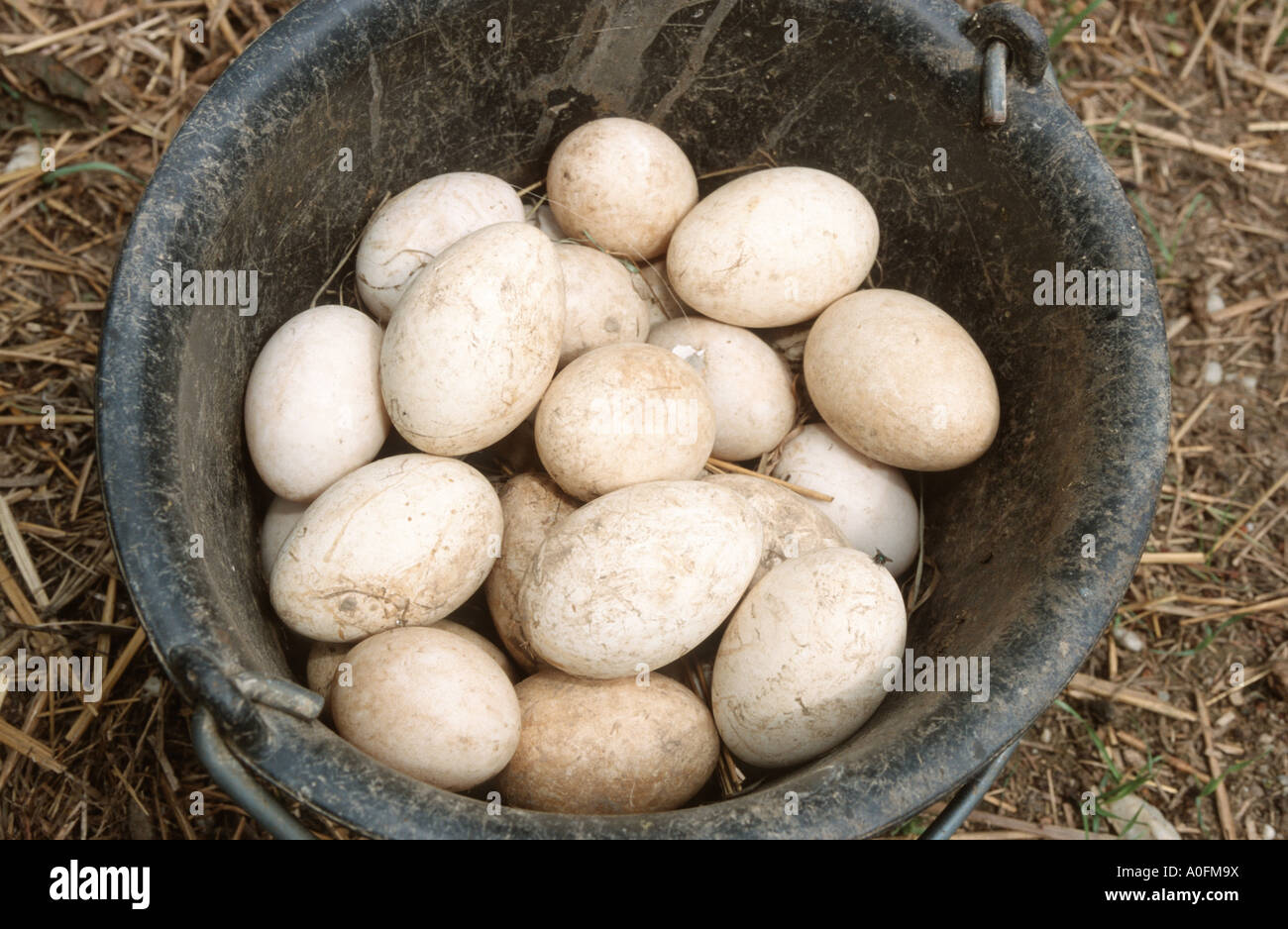 domestic goose (Anser anser f. domestica), collected eggs , Germany Stock Photo
