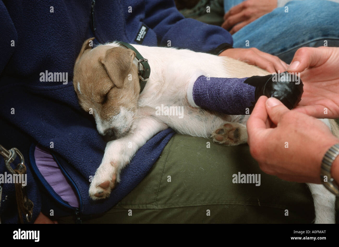 Jack Russell Terrier (Canis lupus f. familiaris), with broken leg Stock Photo