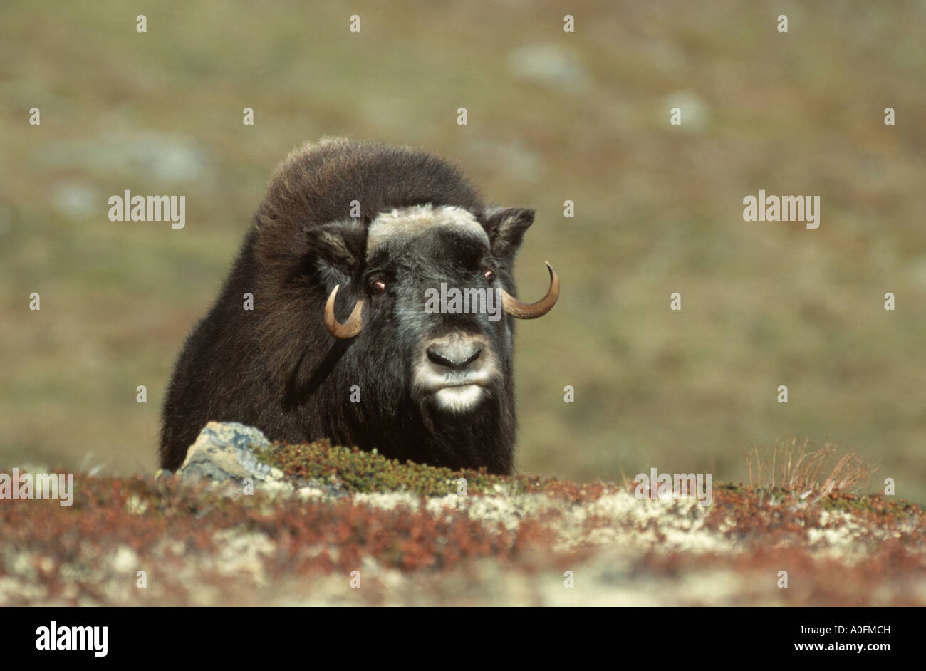 muskox (Ovibos moschatus), standing in tundra, Norway, Dovre Fjell NP Stock Photo