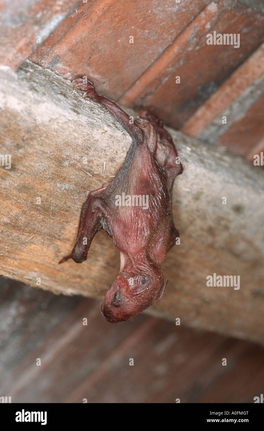 greater mouse-eared bat (Myotis myotis), young animal hanging down a roof beam, Germany, Heidelberg Stock Photo