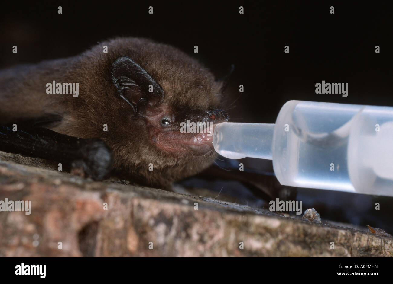 common pipistrelle (Pipistrellus pipistrellus), feeding with injection