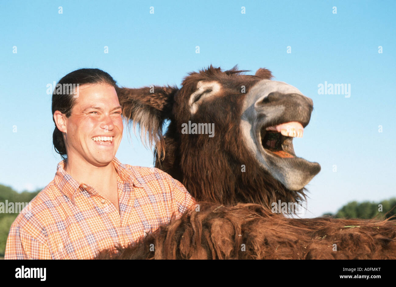 Poitou donkey (Equus asinus asinus), with man, laughing, France, Alsace Stock Photo