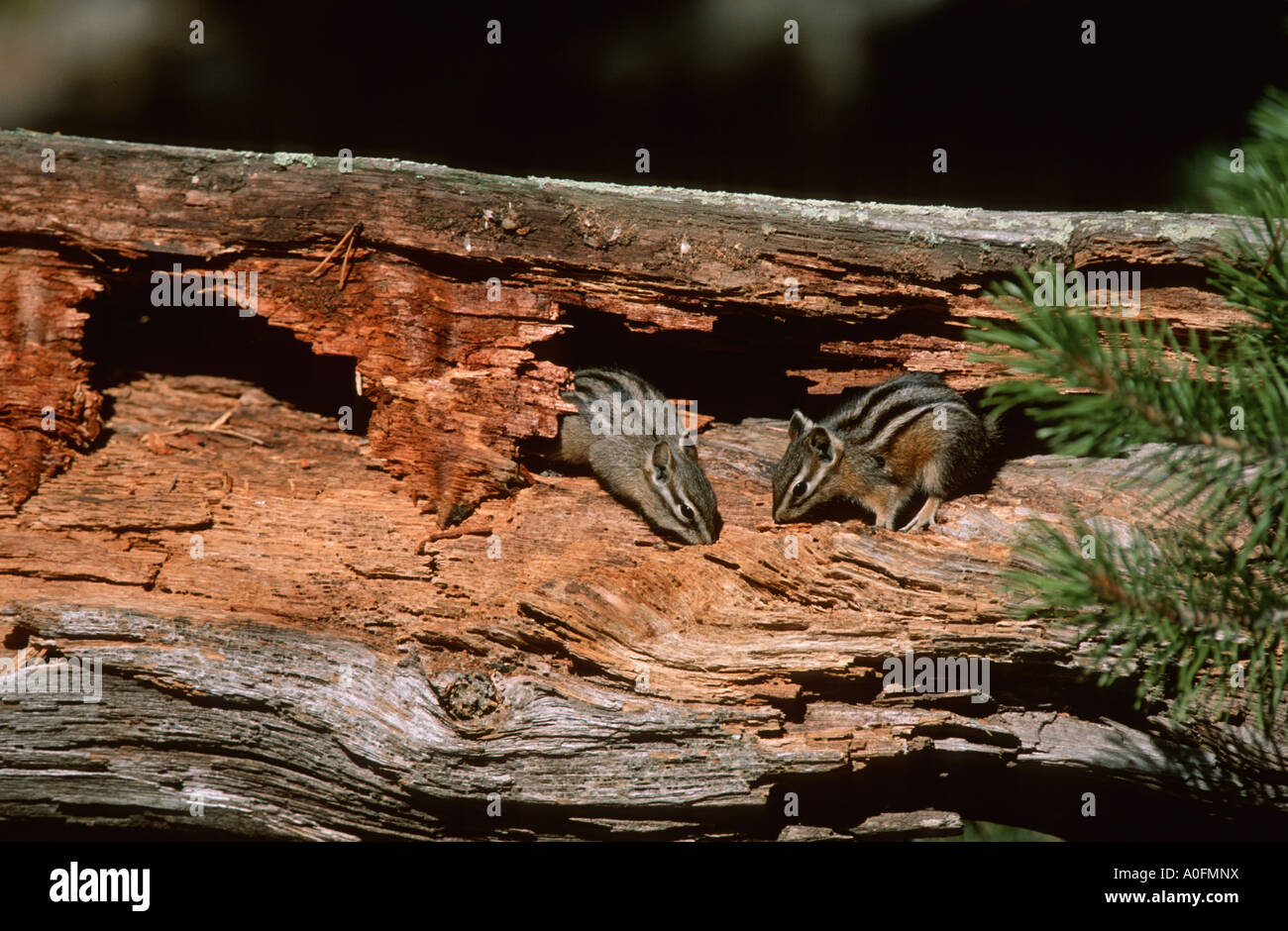 Siberian and western American chipmunks (Eutamias spec.), in a rotten trunk, USA, Wyoming, Yellowstone NP Stock Photo
