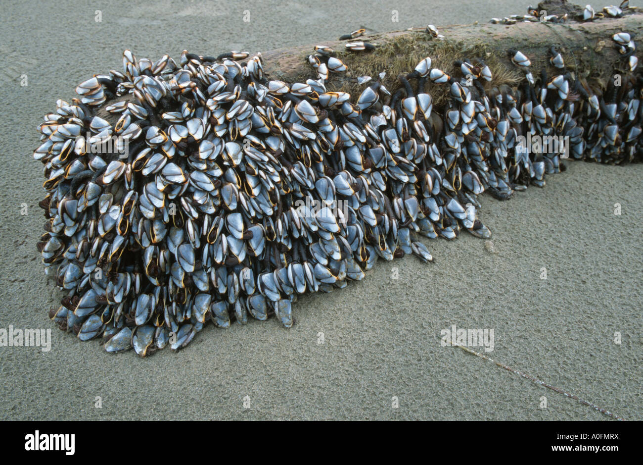 mussels (Mytiloidea), on sandy beach, Canada, British Columbia, Vancouver Island Stock Photo