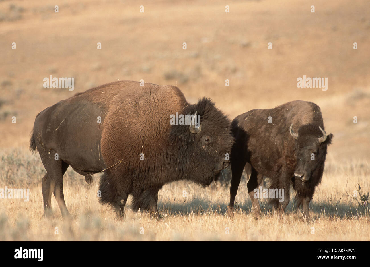 American bison, buffalo (Bison bison), bull and cow in the prairie. largest mammal of America, USA, Wyoming, Yellowstone NP Stock Photo