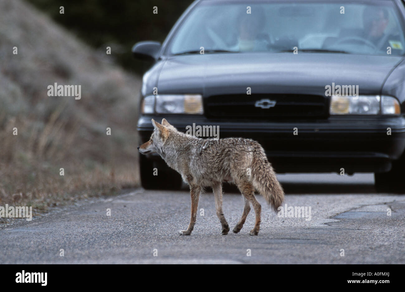 coyote (Canis latrans), on the street in front of a car, USA, Wyoming, Yellowstone NP Stock Photo