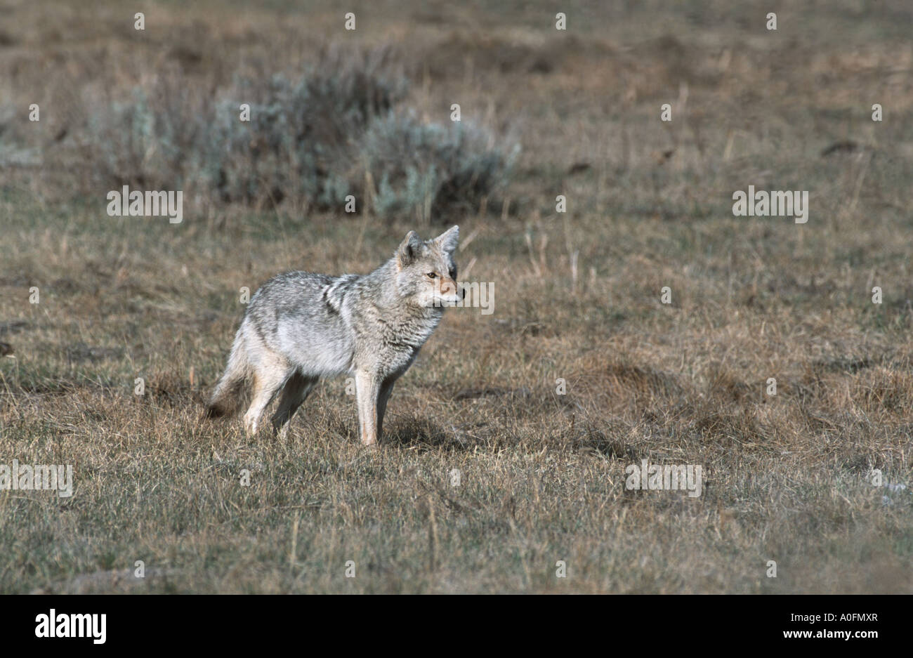 coyote (Canis latrans), in the plains, USA, Wyoming, Yellowstone NP Stock Photo