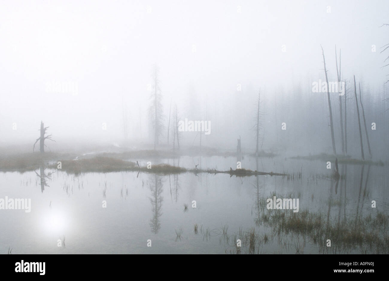 swamp with morning mist, USA, Wyoming, Yellowstone NP Stock Photo