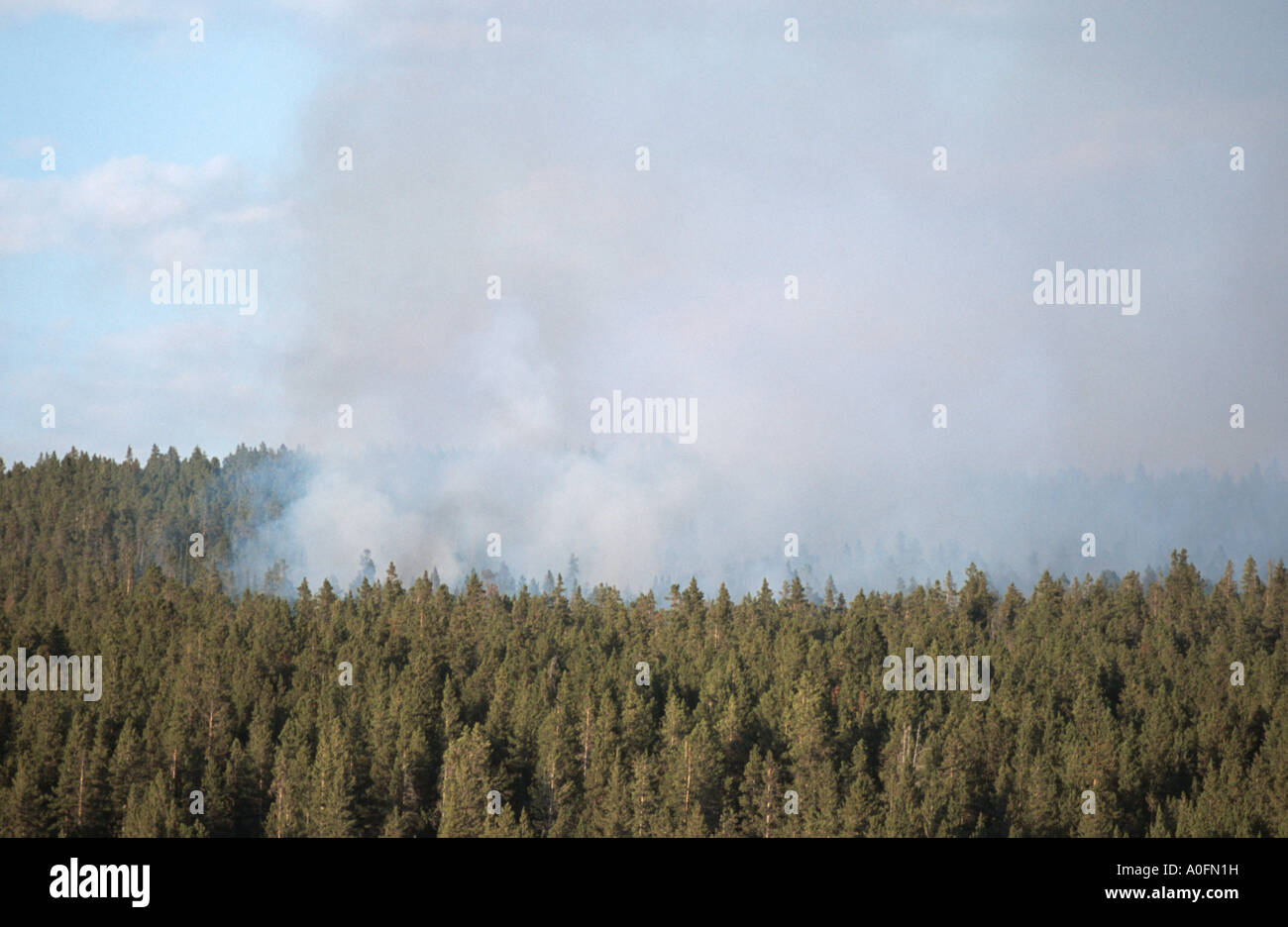 forest fire, USA, Wyoming, Yellowstone NP Stock Photo