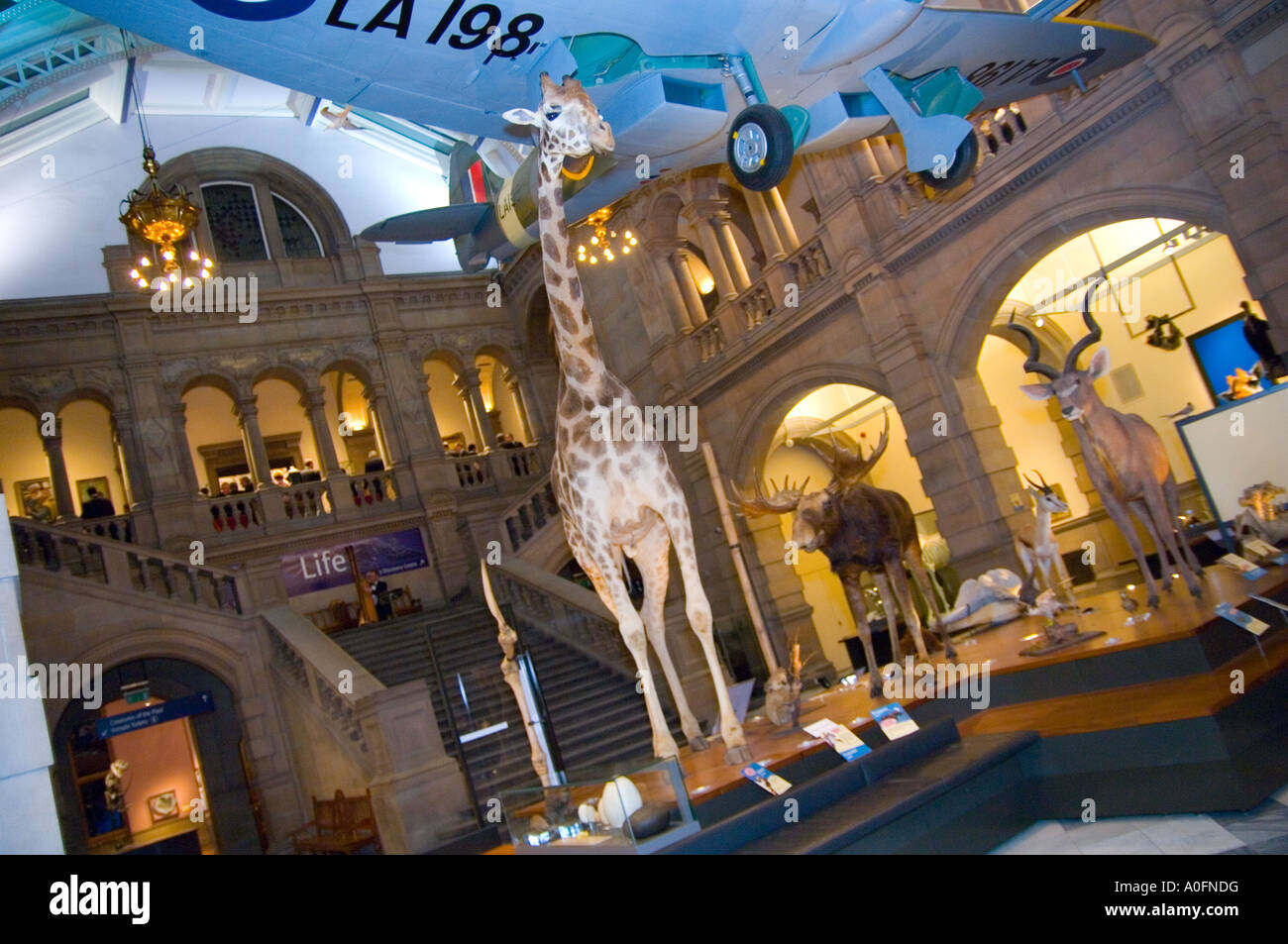 Inside the Kelvingrove Museum Glasgow Scotland Stock Photo Alamy